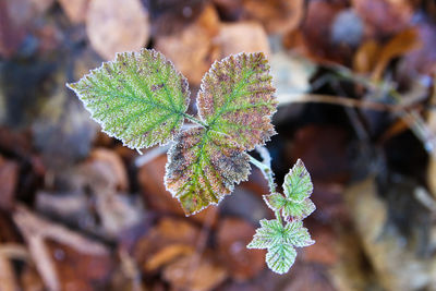 Forest leaves covered in ice frost from cold temperatures