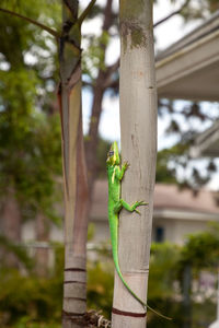 Close-up of lizard on tree trunk