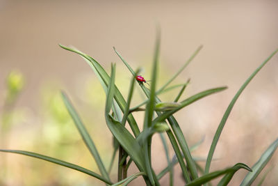 Close-up of insect on plant