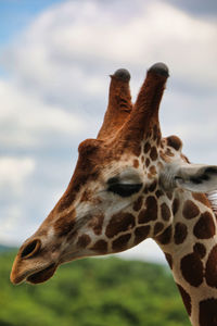 Close-up of a giraffe