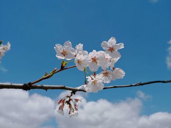 Low angle view of cherry blossoms against sky