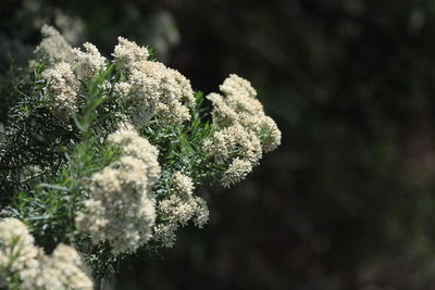 Close-up of plant