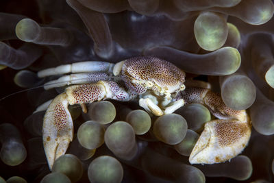 Porcelain crab