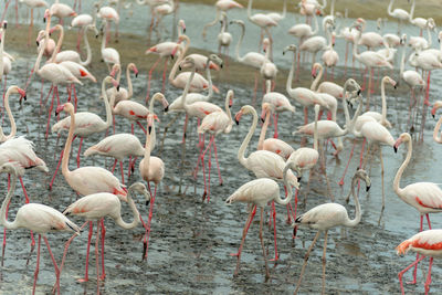 Flock of birds in lake