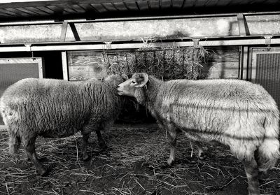 View of an animal in pen