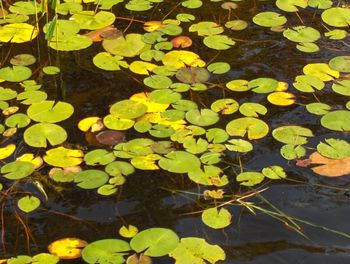 High angle view of leaves floating on water