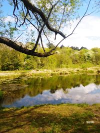 Reflection of trees in lake