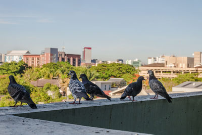 Birds perching on retaining wall against buildings in city