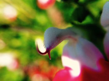 Close-up of insect on flower