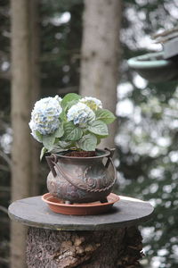 Flower in a metal pot