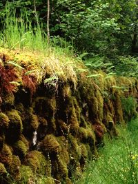 Scenic view of forest