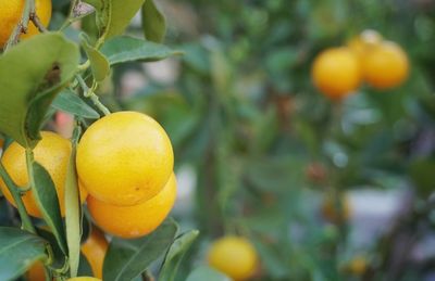 Close-up of yellow fruits on tree