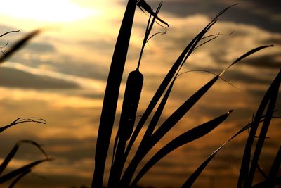 Close-up of plant against sky at sunset