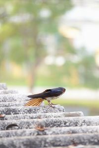 Close-up of bird spreading wing on roof tile