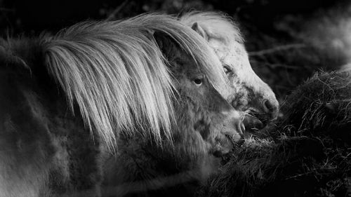 Close-up of horse