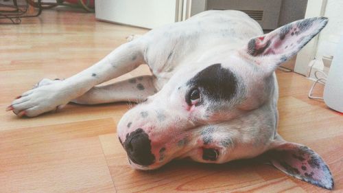 Close-up of a dog resting on hardwood floor