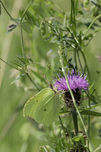 Close-up of butterfly on purple flower