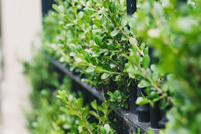Close-up of fresh green plant in yard