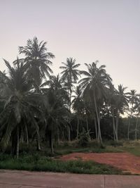 Palm trees on field against clear sky