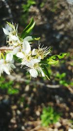 Close-up of white flowers