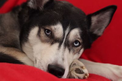 Close-up portrait of a dog
