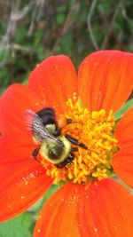 Close-up of bee on flower