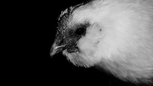 Close-up of a bird