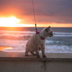 Dog standing on sea shore against sky during sunset