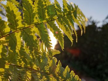 Close-up of leaves on plant