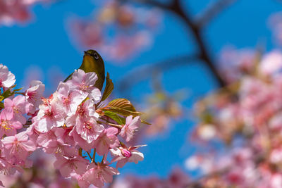 Close-up of insect on pink cherry blossom