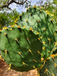 Close-up of succulent plant