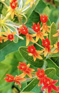 Close-up of red flowers blooming outdoors