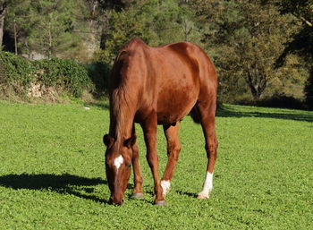 Horse grazing on field