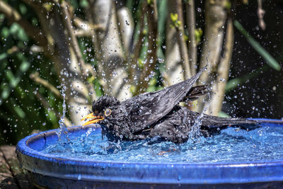 Blackbirds bathing fun