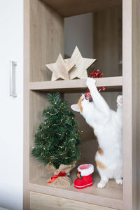 Domestic ginger cat playing with christmas decoration next to christmas tree