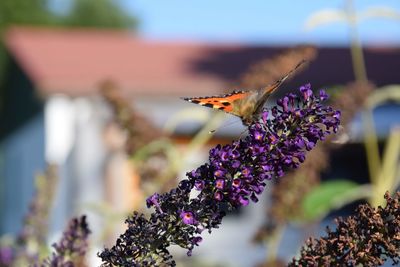 Close-up of butterfly pollinating on flower