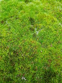 Full frame shot of grass on land