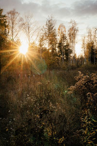 Sunlight streaming through trees on field against sky at sunset