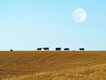 Scenic view of agricultural field against clear sky