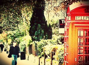 Plants growing on a tree