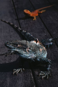 High angle view of lizard on wood