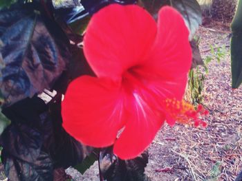 Close-up of red flower