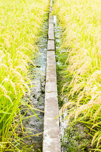 Close-up of crops growing on field