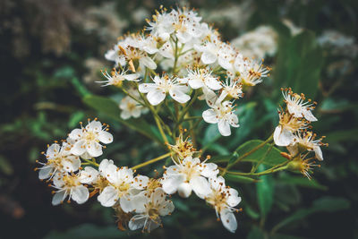 Close-up of white flowering plant