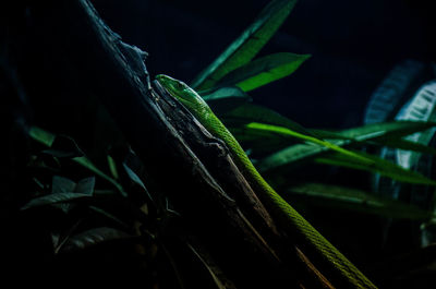 Close-up of snake on tree in forest