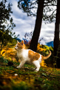 Close-up of cat sitting on grass