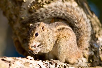 Close-up of squirrel