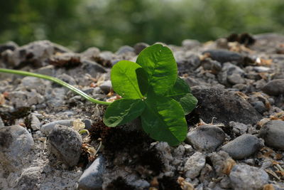 Close-up of small plant growing on rock