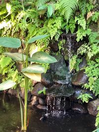 Close-up of plants growing in lake at forest