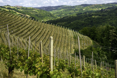 Panoramic shot of agricultural field